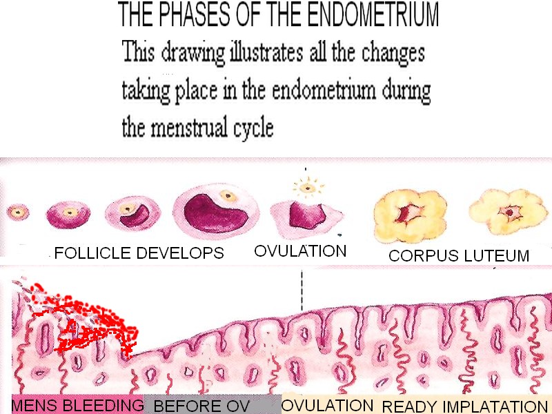 menstral cycle chart. Menstrual+cycle+phases