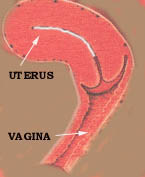 Endomtrium drawing