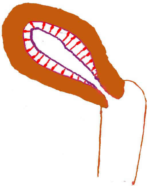 Puberty Menstruation Follicular Phase