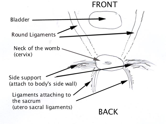 Female organ support preventing prolaps