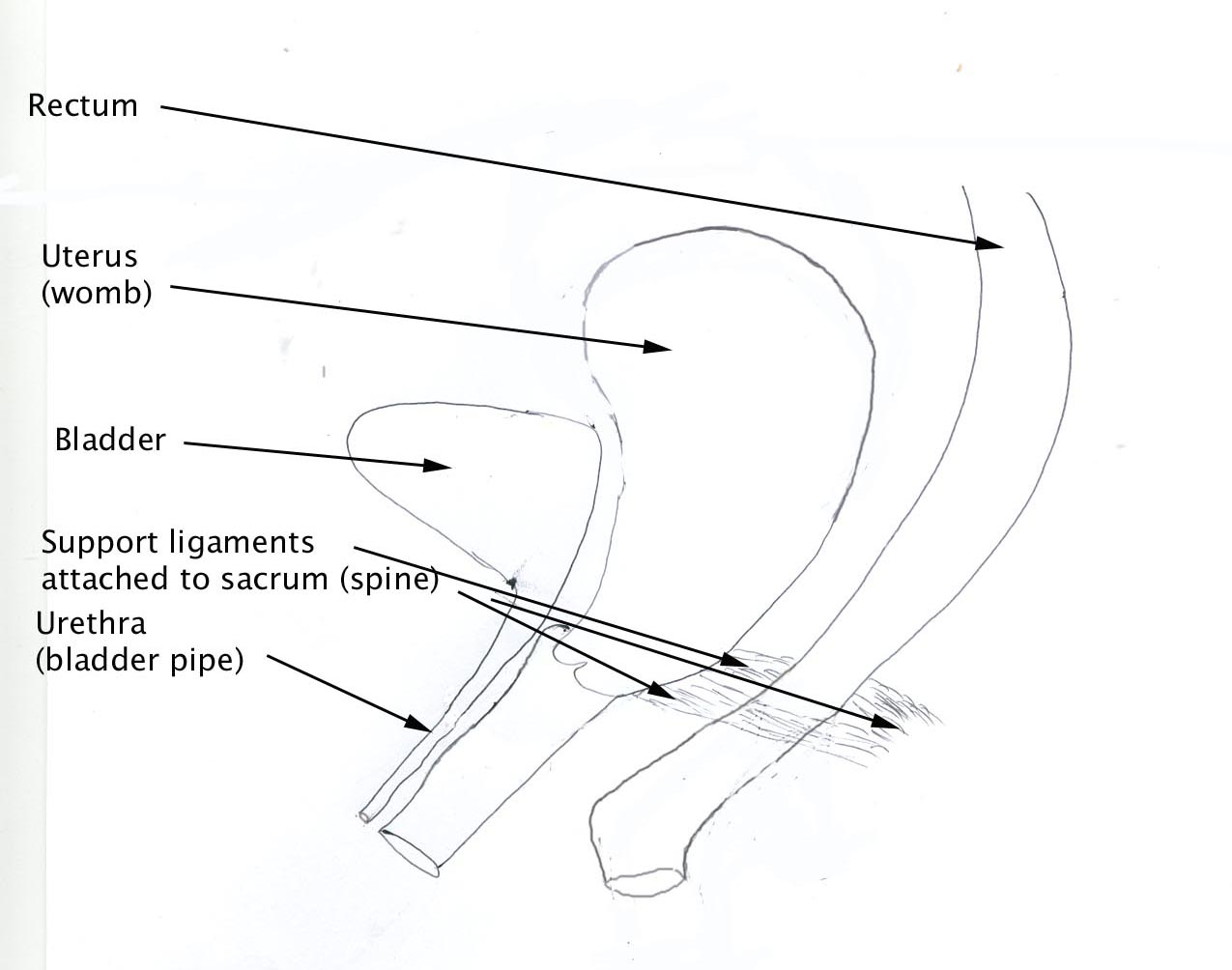  The support symtems preventing prolapse